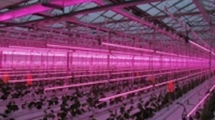Content Dam Leds En Ugc 2012 12 Prolite Group Starts Commerical Greenhouse Led Lighting Project Leftcolumn Article Thumbnailimage File