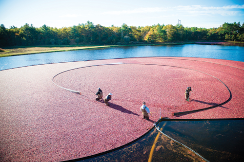 Getting bogged down is good for cranberries but not for lighting operations. Ocean Spray’s networked LED lights will soon serve as asset trackers in the company’s Middleboro, MA plant, which processes cranberries from farms like this one. (Photo credit: Ocean Spray via Businesswire.)