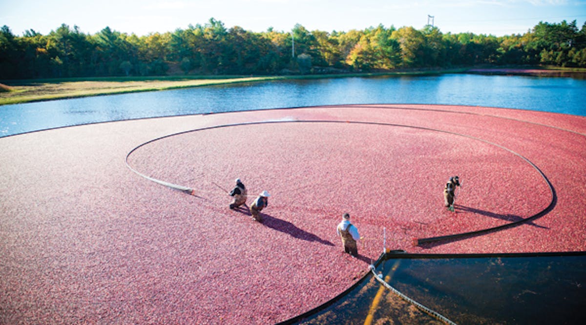 Getting bogged down is good for cranberries but not for lighting operations. Ocean Spray&rsquo;s networked LED lights will soon serve as asset trackers in the company&rsquo;s Middleboro, MA plant, which processes cranberries from farms like this one. (Photo credit: Ocean Spray via Businesswire.)