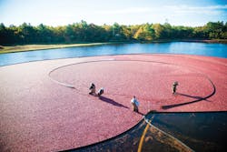 Getting bogged down is good for cranberries but not for lighting operations. Ocean Spray&rsquo;s networked LED lights will soon serve as asset trackers in the company&rsquo;s Middleboro, MA plant, which processes cranberries from farms like this one. (Photo credit: Ocean Spray via Businesswire.)