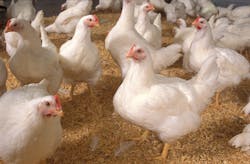 Once says that its lights can help broiler chickens like these keep calm and carry on eating. [Photo credit: Image courtesy of US Department of Agriculture (USDA) Agricultural Research Service (ARS); available in the public domain. Photo by Stephen Ausmus.]