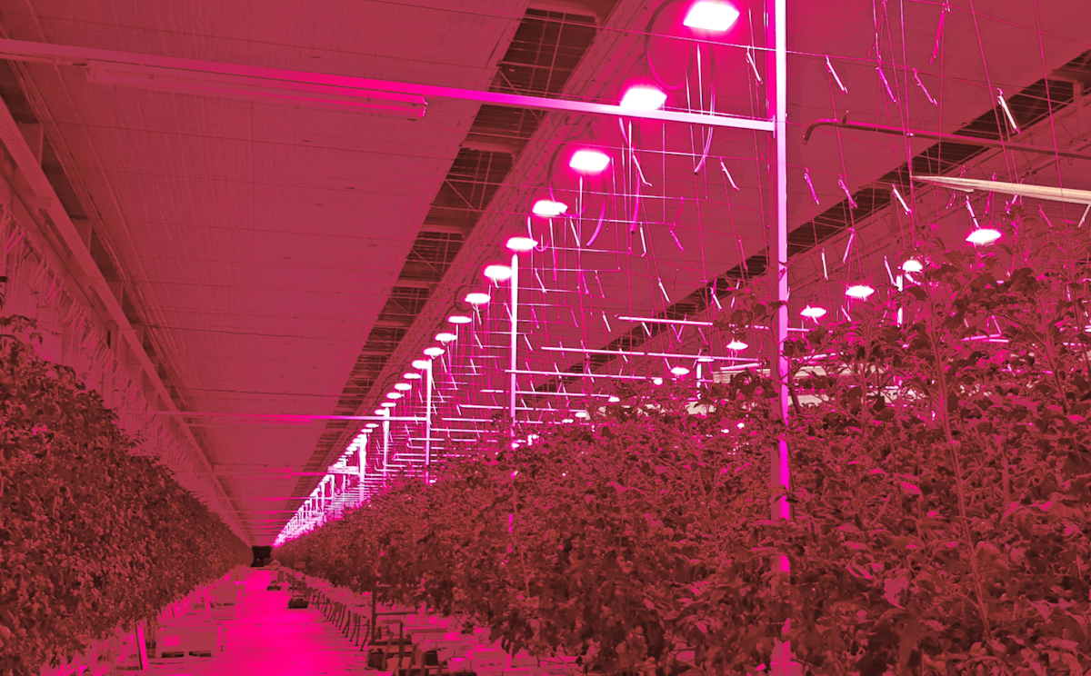 Do Led Grow Lights Provide Enough Heat In A Greenhouse Leds