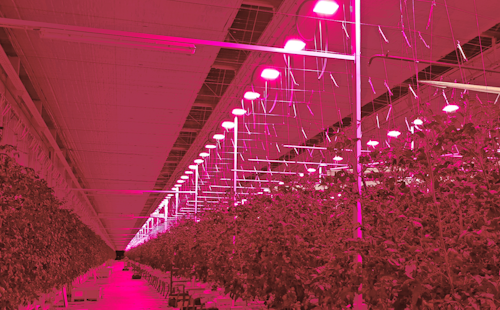 These tomatoes are in the pink at Tomato Masters’ Deinze, Belgium indoor farm, under Hyperion LED grow lights from Plessey. (Photo credit: Image courtesy of Plessey Semiconductors.)