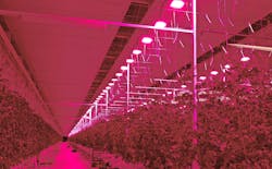These tomatoes are in the pink at Tomato Masters&rsquo; Deinze, Belgium indoor farm, under Hyperion LED grow lights from Plessey. (Photo credit: Image courtesy of Plessey Semiconductors.)