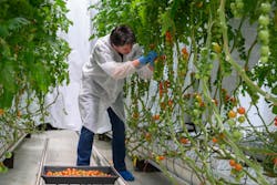Researchers from Wageningen University and Research in the Netherlands have implemented Fluence Bioengineering PhysioSpec Greenhouse luminaires in a horticultural lighting study comparing tomato cultivar responses LED and HPS supplemental lighting. (Photo credit: Fluence Bioengineering.)