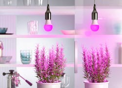 Purple LEDs such as the recently released Osram Opto Semiconductors Duris S5 deliver blue and red spectral energy that is used efficiently by plants grown under horticultural lighting. (Photo credit: Image courtesy of Osram Opto Semiconductors.)