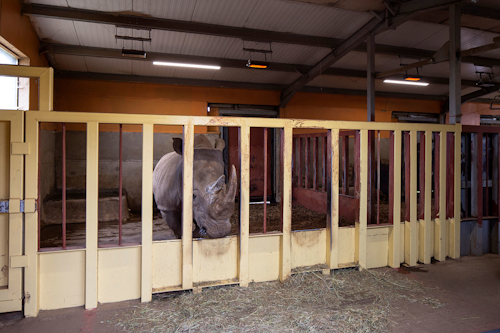 C0307led Rhino Enclosure Goodlight Led Lighting Installed Into Noah's Ark Zoo 7