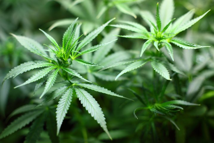 Under LED lights, cannabis plants won’t grow as tall as under high-pressure sodium (HPS) fixtures, but they will produce more of the useful stuff like THC and CBD, Hort Americas has noted. (Photo credit: Image by 7raysmarketing from Pixabay; used under Pixabay license for editorial purposes.)