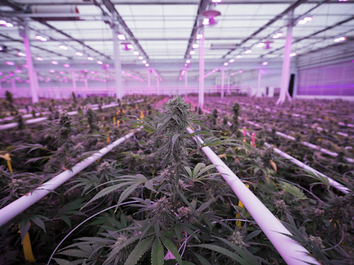 Technology Enabled Horticulture Grabs Investors And Yields Technology Enabled Horticulture Grabs Investors And Yields