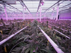 FIG. 1. Cannabis crops can benefit from LED lighting designed for vertical growing operations, such these LumiGrow fixtures that can provide appropriate light spectra to tightly-packed plants. (Photo credit: Image courtesy of LumiGrow.)