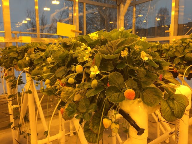 FIG. 3. Cornell University plant scientists are working on multiple greenhouse configurations for varying experiments on how plants utilize light and CO2. (Photo credit: Image courtesy of GLASE, Cornell University.)