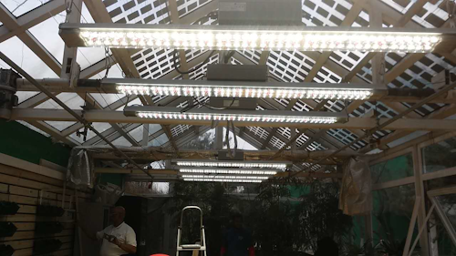 Cultivar lights
