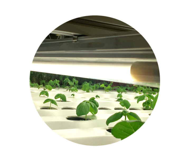 LED T5 grow light from Thrive Agritech