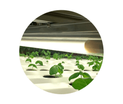 LED T5 grow light from Thrive Agritech