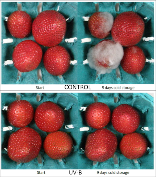Testing has demonstrated that Seoul Semiconductor’s UV LED lighting helps combat powdery mold in strawberries through low-dose, short duration pulses of UV light timed with periods of darkness.