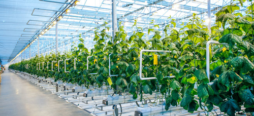 Horticultural lighting with LED optics