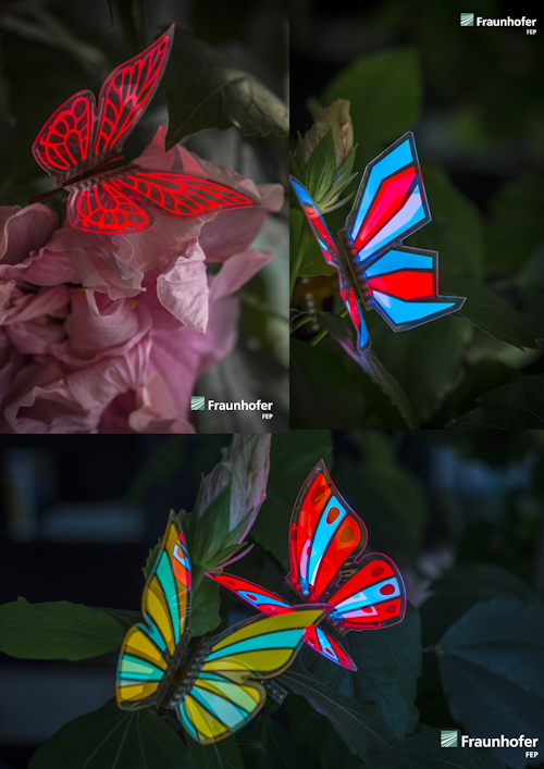 OLED Evaluation Kit MONARCH