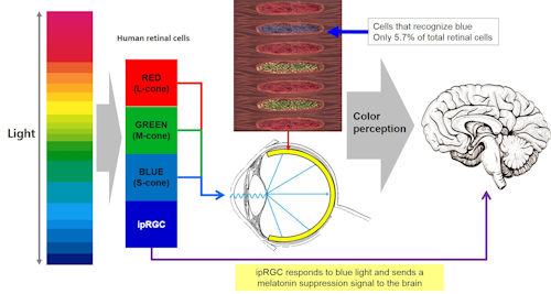 Only 5.7% of human retinal cells are S-cones, which can distinguish blue color Source – Nature paper number: Roorda et al. Nature, 397, 520-522, (1999)