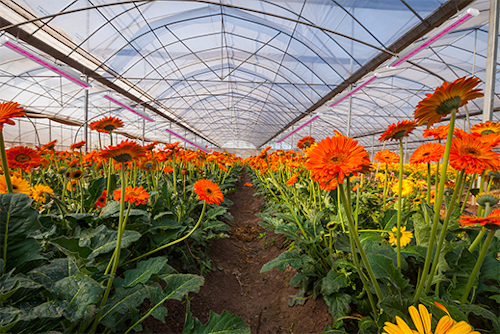 Atop Lighting led grow light is more suitable for you