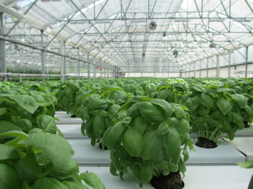 Our latest horticultural lighting updates lean heavily on UV and IR spectrum. (Photo credit: Image by the travelnook via Pixabay; used under free license for commercial/editorial purposes.)