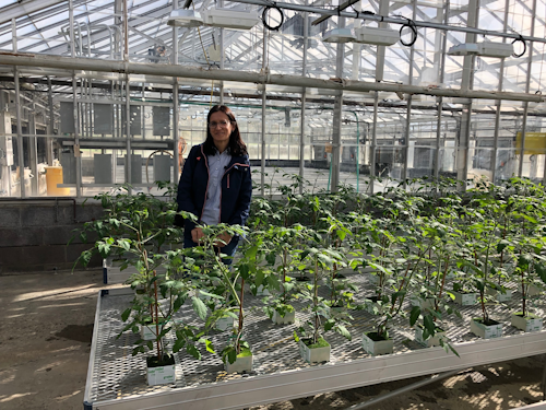 As a visiting plant scientist at LESA, Dr. Jurga Miliauskiene has delved into pulsed-light application in controlled environment agriculture (CEA). (Photo credit: Image courtesy of Lighting Enabled Systems & Applications Center at Rensselaer Polytechnic Institute.)