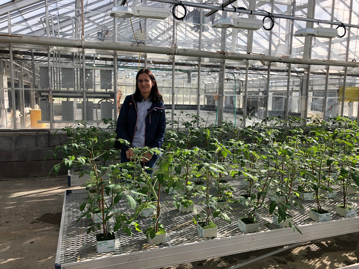 As a visiting plant scientist at LESA, Dr. Jurga Miliauskiene has delved into pulsed-light application in controlled environment agriculture (CEA). (Photo credit: Image courtesy of Lighting Enabled Systems &amp; Applications Center at Rensselaer Polytechnic Institute.)