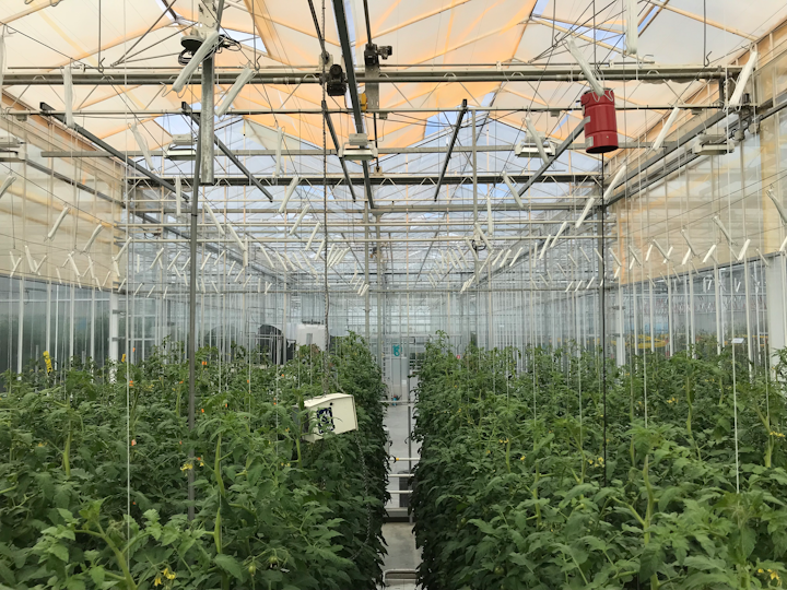 UbiQD’s quantum dot-enabled retrofit greenhouse film, UbiGro™, deployed above rows of tomatoes in a research greenhouse in the Netherlands. Photo credit: Image courtesy of UbiQD, Inc.
