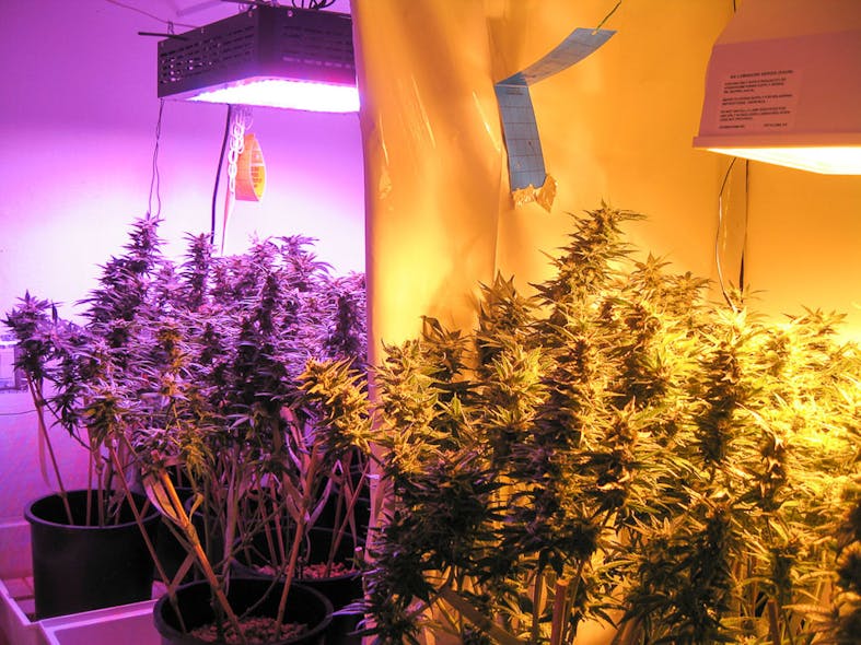 FIG. 3. Speakers generally agreed that HPS lighting (right) is primarily used in cannabis grows because it was available to growers early on, but LED-based products enable spectra customization that delivers better yield. Photo credit: Image courtesy of Black Dog LED.