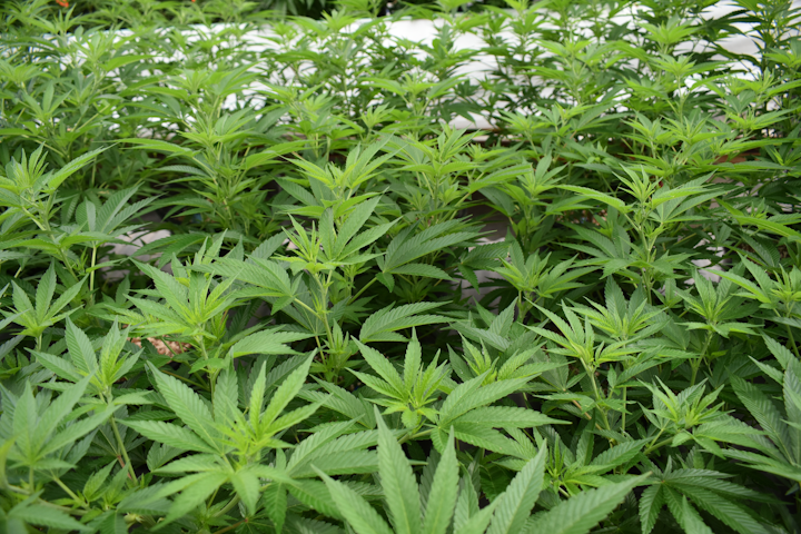 All market signs are pointing to potentially big profits for the SSL industry as horticultural lighting uptake occurs in the exploding market for legalized cannabis. (Photo credit: Image by JR Byron via Pixabay; used under free license for commercial or noncommercial purposes.)