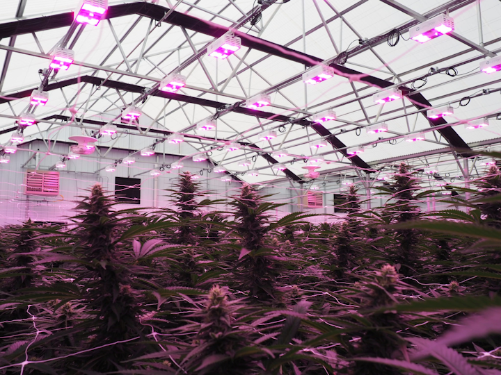 Cans Growing With Horticultural Ssl Is A Numbers Cans Growing With Horticultural Ssl