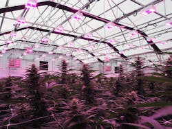 FIG. 1. LED lighting is aiding cannabis greenhouses in maximizing profits, but it must be implemented with a full understanding of measurable values of light delivered, potential crop yields, and return on investment time. (Photo credit: Image courtesy of LumiGrow.)