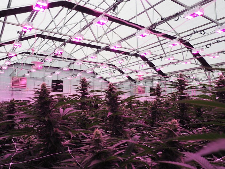 FIG. 1. LED lighting is aiding cannabis greenhouses in maximizing profits, but it must be implemented with a full understanding of measurable values of light delivered, potential crop yields, and return on investment time. (Photo credit: Image courtesy of LumiGrow.)