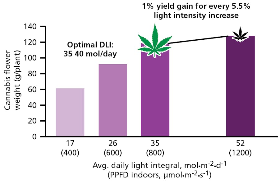 FIG. 2. Cannabis flower weight increase (g/plant) is correlated to increases in light intensity, but tends to stabilize between 35 and 52 mol&centerdot;m-2&centerdot;d-1. This data can help growers determine how best to utilize supplemental lighting. (Data used with permission from Allison Justice Study; OutCo, The Hemp Mine.)