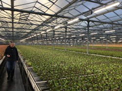 Greenhouses in Papenburg are achieving larger, higher-quality crop yields using Fluence horticultural LED luminaires such as the VYPR 2p. (Photo credit: Image courtesy of Fluence by Osram.)