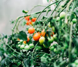 Five teams narrowed down in a contest held by Wageningen University &amp; Research (WUR) are competing to deliver successful horticultural systems - including Heliospectra luminaires - for remotely managing a greenhouse growing cherry tomatoes. (Photo credit: Heliospectra AB.)