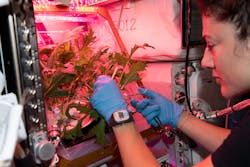 Astronaut Jessica Meir is no stranger to horticultural systems on the International Space Station. Here she is last October snipping mizuna mustard greens on an earlier mission. (Photo credit: Image courtesy of NASA Johnson/Flickr. Used under CC BY-NC-ND 2.0; https://creativecommons.org/licenses/by-nc-nd/2.0/)