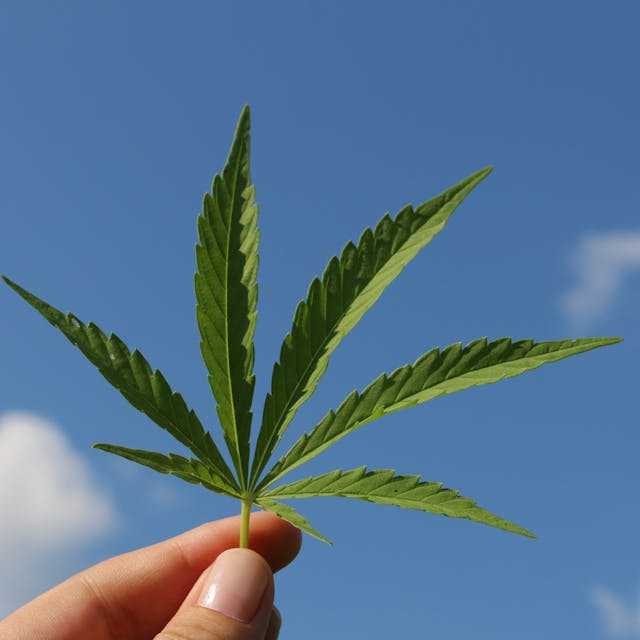 Horticultural LED specialist Black Dog Grow Technologies has announced a new project targeted at finding the optimal spectra to maximize hemp flower, licensed by the Colorado Department of Agriculture. (Photo credit: Image by TinaKru via Pixabay; used under free license for commercial or noncommercial purposes.)