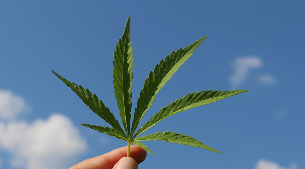 Horticultural LED specialist Black Dog Grow Technologies has announced a new project targeted at finding the optimal spectra to maximize hemp flower, licensed by the Colorado Department of Agriculture. (Photo credit: Image by TinaKru via Pixabay; used under free license for commercial or noncommercial purposes.)