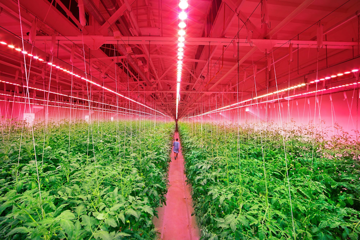 A fully-indoor produce facility for Russian supermarket owner RIAT grows cucumbers and tomatoes with the aid of Signify&rsquo;s Philips GreenPower LED horticultural lighting. (Photo credit: Image courtesy of Signify.)