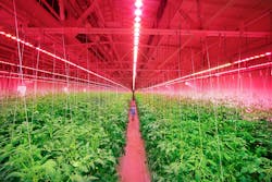 A fully-indoor produce facility for Russian supermarket owner RIAT grows cucumbers and tomatoes with the aid of Signify&rsquo;s Philips GreenPower LED horticultural lighting. (Photo credit: Image courtesy of Signify.)