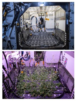 The enclosed Advanced Plant Habitat empty (top) and full of Arabidopsis plants ready for harvest and delivery to Earth (bottom). (Photo credit: Images courtesy of NASA from an earlier ISS mission.)