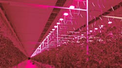While part of Plessey, Hyperion Grow Lights outfitted a 5.4-hectare indoor Tomato Masters farm in Belgium with some 7000 LED grow lights. (Photo credit: Image courtesy of Plessey Semiconductors.)