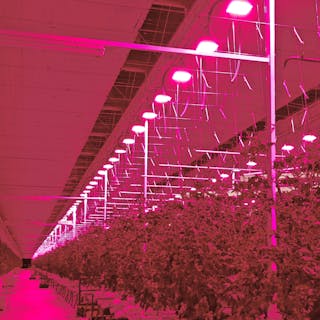 While part of Plessey, Hyperion Grow Lights outfitted a 5.4-hectare indoor Tomato Masters farm in Belgium with some 7000 LED grow lights. (Photo credit: Image courtesy of Plessey Semiconductors.)