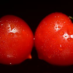 Tomato connoisseurs might be able to spot the difference between LED and HPS varieties. (Photo for illustrative purposes and is not derived from the project described here. Photo credit: Image by Ulrike Leone via Pixabay; used under free license for commercial or non-commercial purposes.)