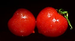 Tomato connoisseurs might be able to spot the difference between LED and HPS varieties. (Photo for illustrative purposes and is not derived from the project described here. Photo credit: Image by Ulrike Leone via Pixabay; used under free license for commercial or non-commercial purposes.)