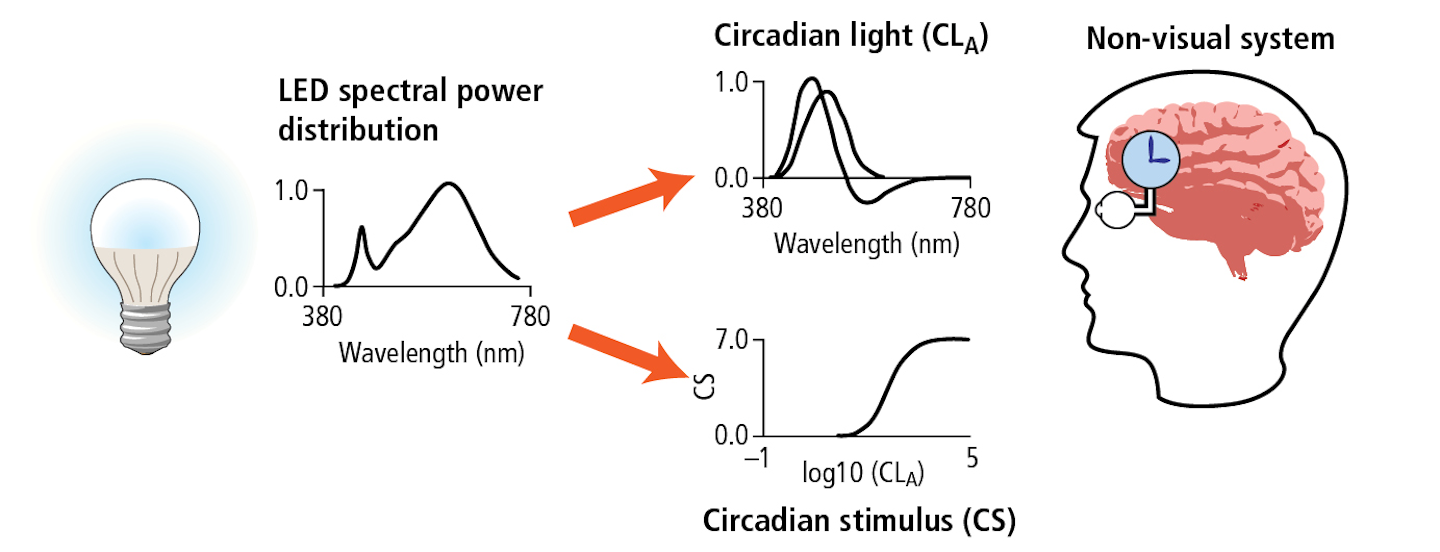 FIG. 4. The lighting community must embrace new vocabulary including circadian light (CLA) and circadian stimulus (CS) in order to adequately describe and quantify non-visual effects of light on the circadian system.