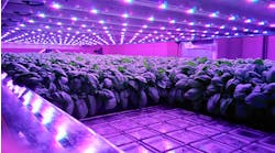 Status: &ldquo;In a relationship&rdquo; &mdash; Vertical farming technology developer Intelligent Growth Solutions (IGS) continues to seed its business in Scotland, recently announcing a supply partnership with AgTech specialist Vertegrow via a project in Aberdeenshire. (Photo credit: Image of LED-lit growth tray courtesy of Intelligent Growth Solutions.)