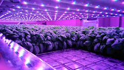 Status: &ldquo;In a relationship&rdquo; &mdash; Vertical farming technology developer Intelligent Growth Solutions (IGS) continues to seed its business in Scotland, recently announcing a supply partnership with AgTech specialist Vertegrow via a project in Aberdeenshire. (Photo credit: Image of LED-lit growth tray courtesy of Intelligent Growth Solutions.)