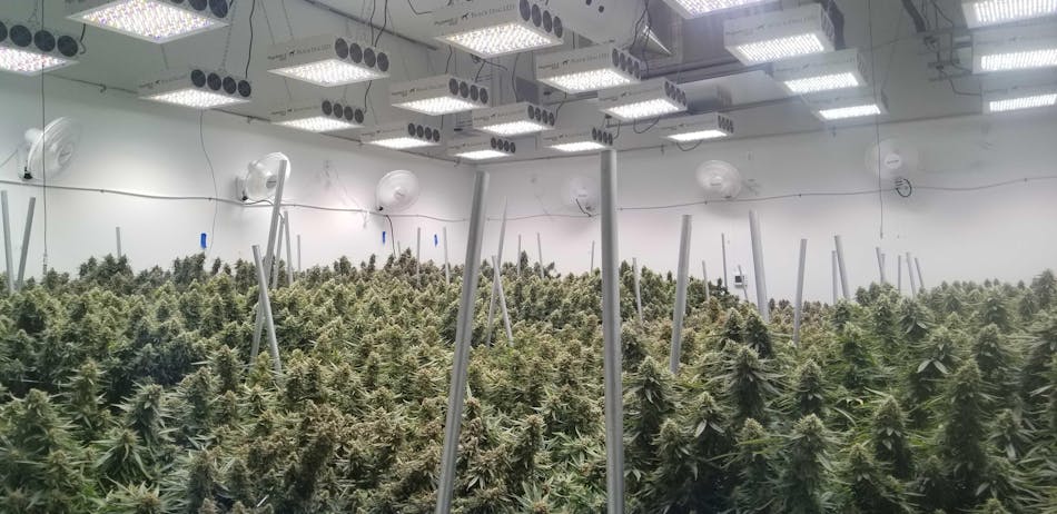 Black dog deals led grow
