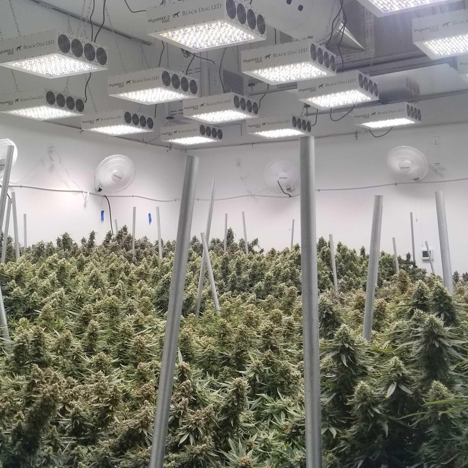 FIG. 1. In a cannabis grower operation, light mapping software can drive the optimal placement and light distribution characteristics of LED grow lights. (Image credits: All images courtesy of Black Dog LED.)